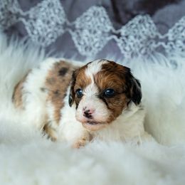 Toffee - Sable female Aussiedoodle puppy in Brevard County, Florida from Enchanting Puppies