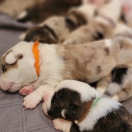 Cardigan Welsh Corgi Puppies from Star N Cardigan Corgis