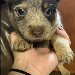 Australian Cattle Dogs from C2 Chocolate Heelers