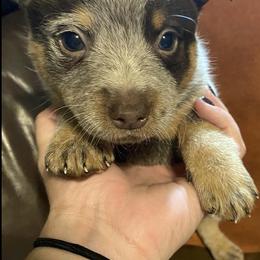 Australian Cattle Dogs from C2 Chocolate Heelers