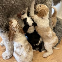 Sheepadoodle Puppies from BelovedSheepadoodles