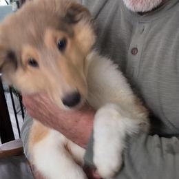Lord Ceraxus - Sable merle and white male Collie puppy in Elmhurst, Illinois from Stacey's Collies