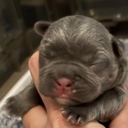 Sarah - Blue female French Bulldog puppy in Houston, Alabama from Orderofthebulldogs, LLC