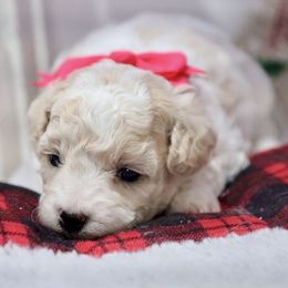 Hannah - Apricot female Poodle puppy in Green Forest, Arkansas from Horseshoe Drive Kennel