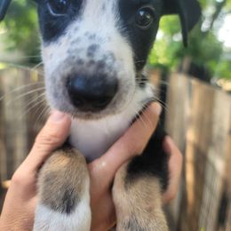 Cowboy - Dalmatian puppy from Developing Spots & Happy Dals