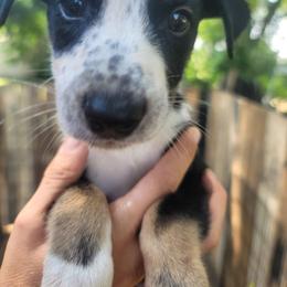 Cowboy - Dalmatian puppy from Developing Spots & Happy Dals