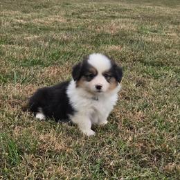 1 blue collar boy - Black and tan male Pembroke Welsh Corgi puppy in Harrisburg, Illinois from Parish Corgis