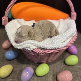 Purple - Cream female Poodle puppy in Twin Lake, Michigan from Paige's Poodles