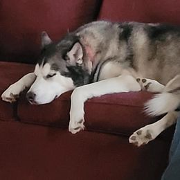 Siberian Huskies from Arctic Hearts Kennel