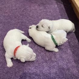 Boy 3 - White male West Highland White Terrier puppy in Idabel, Oklahoma from Ravens Nest Westies