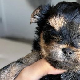 Yorkshire Terriers from Kei’s Precious Pups