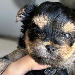 Yorkshire Terriers from Kei’s Precious Pups