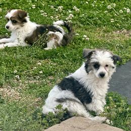 Boy 1 - Sable male Chinese Crested puppy in Rockvale, Tennessee from Cosmic Chinese Cresteds & Wind-Echo Poodles