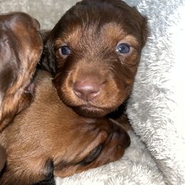 Dachshunds from Do It With Love Dachshunds