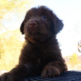 Truffle - Chocolate female Labradoodle puppy in Apache Junction, Arizona from Loving Doodle