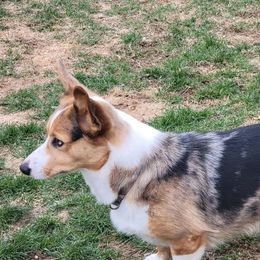 Shelby - Pembroke Welsh Corgi