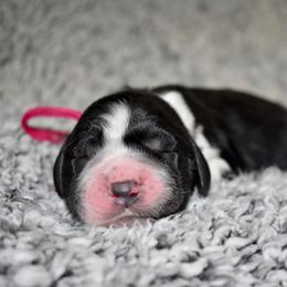 Winn Dixie - Black and white female English Springer Spaniel puppy in Chapmansboro, Tennessee from Balthrop Bend Farms