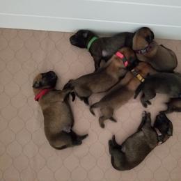 Belgian Malinois Puppies from Heavenly Firefly Belgian Malinois