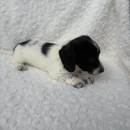 Seiler - Piebald male Dachshund puppy in Athens, Alabama from 4 Moore Ranch