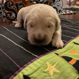 Golden Retriever Puppies from Tupelo Honey Farm's Golden Retrievers