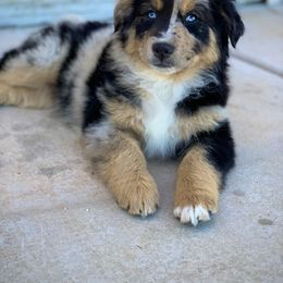 Australian Shepherd Puppies from Iron Side Ranch Australian Shepherds