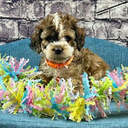 Chandler - Brown white and tan male Cockapoo puppy in Lancaster, Missouri from Cavapoo Acres