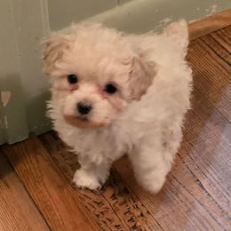 Snow - White male Poodle puppy in Grand Saline, Texas from Oldfield Outdoors