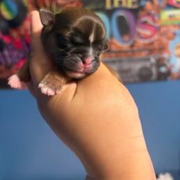 Colin - Red and white male Shih Tzu puppy in Roseville, Michigan from Diamond Paws LLC
