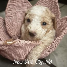 Yellow Collar aka New York City - Parti female Goldendoodle puppy in Eunice, Louisiana from Maison De Pawz