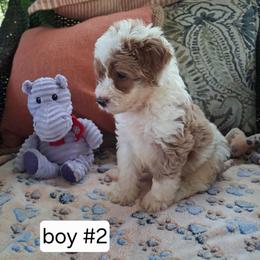 Orlando - Brown and white male Bernedoodle puppy in Clermont, Florida from Sammy's Puppies