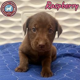 Raspberry - Chocolate female Labrador Retriever puppy in Elloree, South Carolina from Moonlight Kennels LLC