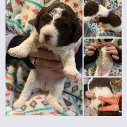 Pink Girl - Brown roan Lagotto Romagnolo puppy in Westlake, Oregon from Premier Truffles