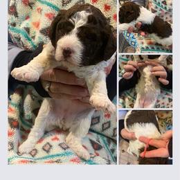 Pink Girl - Brown roan Lagotto Romagnolo puppy in Westlake, Oregon from Premier Truffles