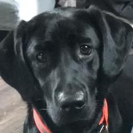 Labrador Retrievers from Sisu Retrievers