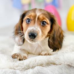 Tabby -- Full AKC Piebald - Piebald male Dachshund puppy in Neosho, Missouri from A Walk In The Park