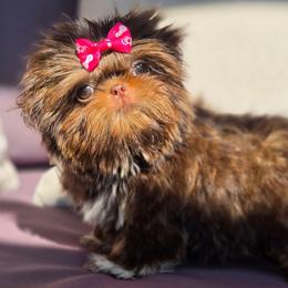 Twix - Chocolate and tan female Shih Tzu puppy in Jenks, Oklahoma from Northstar Shih Tzu