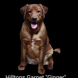 Ginger - Labrador Retriever
