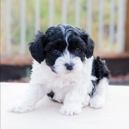 Josie - Black and white female Cavapoo puppy in Tucson, Arizona from Ever After Doodles Arizona