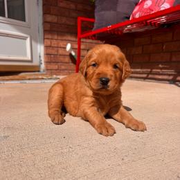 Boy 1 - Dark golden male Golden Retriever puppy in Lyman, Utah from Thousand Lake Retrievers