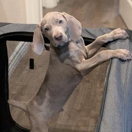 Silver boy 1 - Silver gray male Weimaraner puppy in Rancho Cucamonga, California from Freehart's Weimaraners