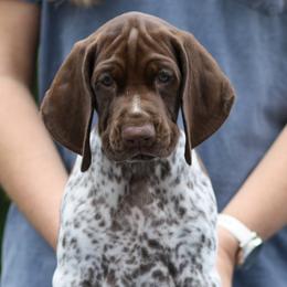 Boy 1 - Liver and white male German Shorthaired Pointer puppy in Fowlerville, Michigan from RED Clay Dogs