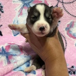 Echo - Black and white female Siberian Husky puppy in Centreville, Maryland from Huskies By the Bay