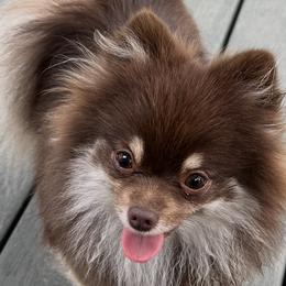 Jolene - Pomeranian