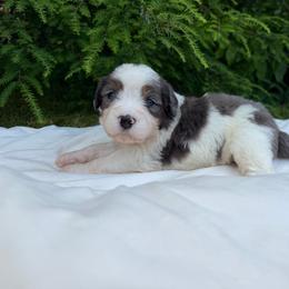 Miss America - Merle female Bernedoodle puppy in Hegins, Pennsylvania from Bubbling Springs Doodles, LLC