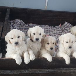 Golden Retriever Puppies from Mother of Pearl English Creams