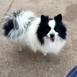 Remy - Pomeranian