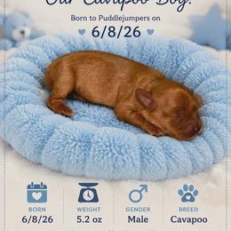 Blue - Red male Cavapoo puppy in Walterboro, South Carolina from Puddlejumpers