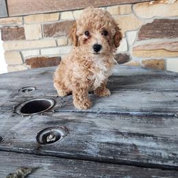 Leo - Sable male Poodle puppy in Plano, Texas from Dogs lovers