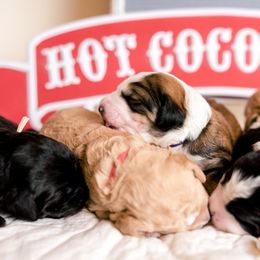 Bernedoodle Puppies from Sugarcreek Haven Bernedoodles