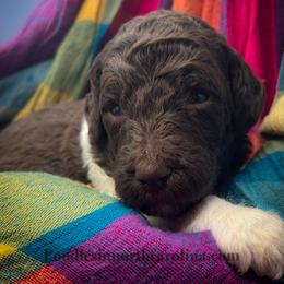 Mr Brooke - Parti male Poodle puppy in Greenville, North Carolina from Grace Poodles